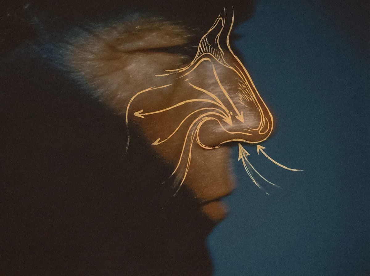 Nasenatmung und Nasenscheidewand